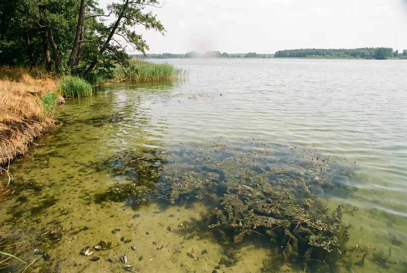 Flaches grünliches Uferwasser mit dichten Krautfeldern und Muschelschalen auf Sandgrund, am Ufer trockenes Gras und Erlen, im Sommerdunst die flache Gegenseite