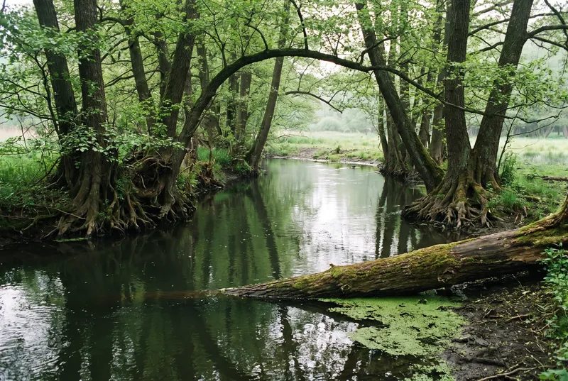 Schmales Fließ mit fast stehendem dunklem Wasser, an beiden Ufern alte Erlen mit freiliegenden Wurzeln, ein umgestürzter Stamm liegt quer im Wasser, darüber ein grünes Blätterdach