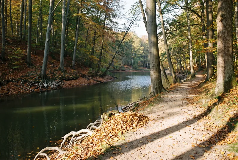 Schmaler Waldsee im Herbst, rechts führt ein sandiger Uferpfad zwischen Buchenstämmen entlang, freigespülte Wurzeln und gelbes Laub liegen an der Wasserkante, das dunkle Wasser spiegelt den Hang gegenüber.