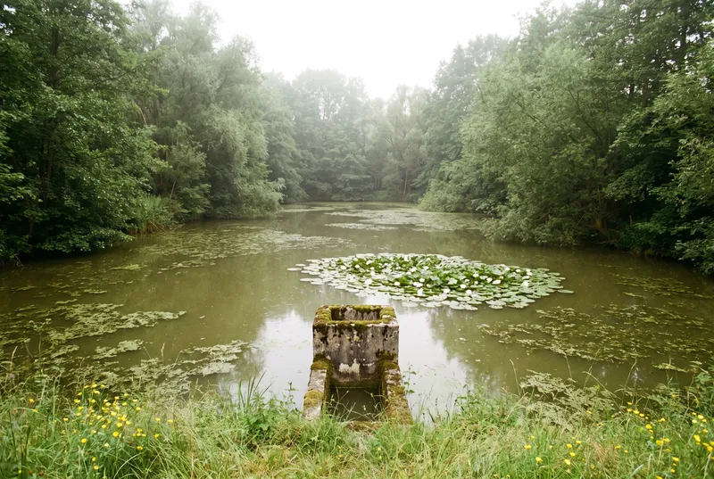 Kleiner flacher Karpfenweiher an einem diesigen Sommertag, Seerosen und Wasserlinsen auf grünbraunem Wasser, davor ein bemooster Mönch aus Beton, ringsum dichte Erlen