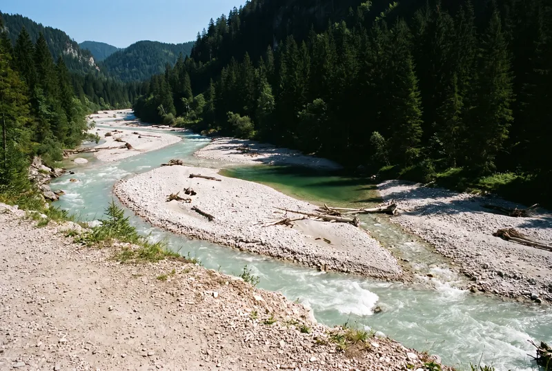 Blick von oben auf einen verzweigten Alpenfluss, milchig türkises Wasser läuft in mehreren Rinnen um helle Kiesbänke mit angeschwemmtem Totholz, ringsum dunkler Fichtenwald