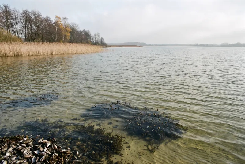 Flacher See im Herbst, im knietiefen Wasser vorn Krautfelder und eine Bank dunkler Muschelschalen, links ein breiter Schilfgürtel vor gelb verfärbten Birken