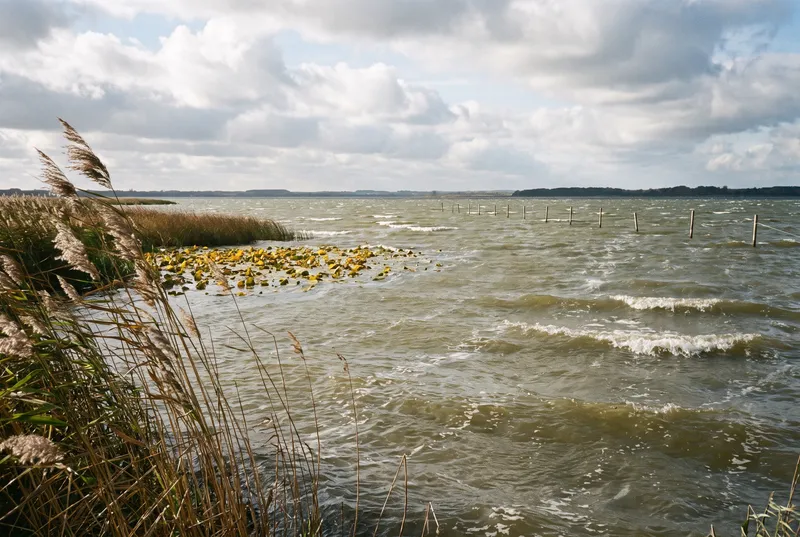 Windgepeitschter Flachsee mit trüben Wellenkämmen, links ein Schilfgürtel mit gelben Seerosenblättern, weiter draußen eine Reihe Fahrwasserstangen