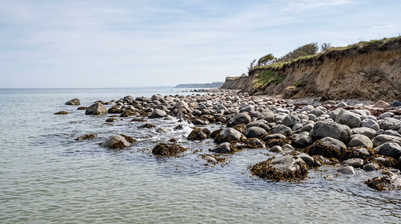 Steinfeld aus runden Findlingen in klarem, flachem Ostseewasser, die Steine mit braunem Blasentang bewachsen. Dahinter ein niedriges Steilufer aus Geschiebemergel mit frisch abgebrochener Kante und Gras darüber
