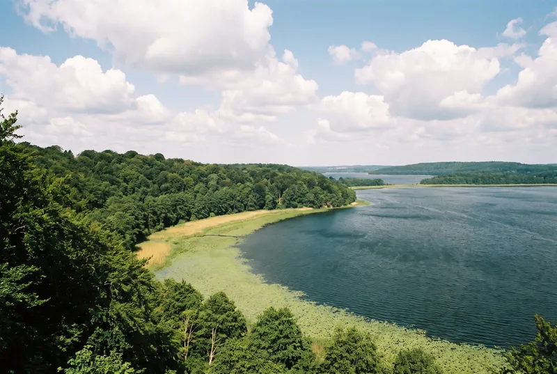 Blick von einer bewaldeten Anhöhe über einen großen See, dessen Flachwasser als breite grüne Krautbank mit scharfer Kante vor dem dunklen Freiwasser liegt, ringsum Buchenwald bis ans Ufer und Quellwolken am Sommerhimmel