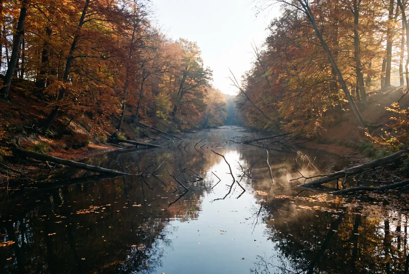 Schmaler See zwischen zwei steilen Waldufern im Herbstlaub, mehrere umgestürzte Stämme liegen halb im dunklen Wasser, auf der stillen Oberfläche treiben Blätter und dünner Dampf steht in der Morgensonne