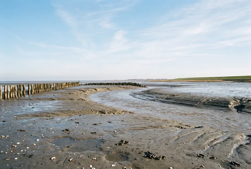 Trockengefallenes Schlickwatt bei Niedrigwasser mit einem breiten Priel, der sich durch die geriffelte Fläche zieht, links eine Reihe alter Buhnenpfähle und eine Steinschüttung, am Horizont ein grüner Deich