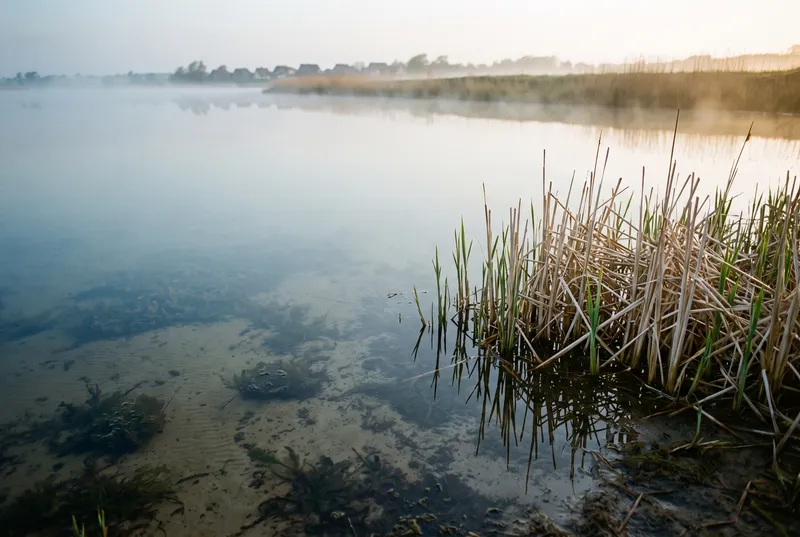 Dichter Schilfgürtel am Rand einer flachen Bucht bei Sonnenaufgang, im klaren Wasser davor dunkle Seegras- und Krautflecken über hellem Sand, über dem gegenüberliegenden Ufer liegt Nebel mit einzelnen Hausdächern