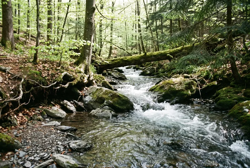Schmaler Waldbach aus geringer Höhe, klares Wasser läuft über graue Schieferplatten und bemooste Blöcke, links freigespülte Wurzeln im Laub, quer darüber ein bemooster Stamm unter frischem Buchengrün