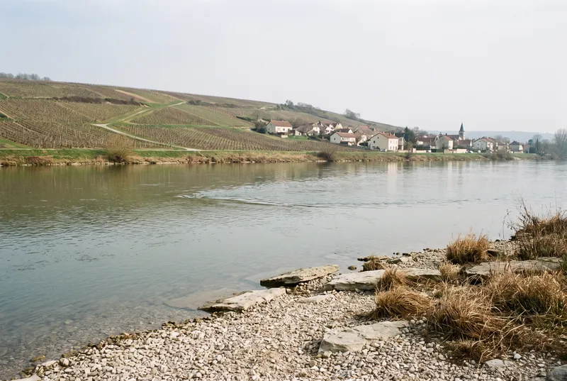 Breiter ruhiger Fluss unter einem flachen Weinberghang mit kahlen Rebzeilen, rechts am Fuß des Hangs ein Winzerdorf mit Kirchturm, vorne eine helle Kiesbank mit Kalksteinplatten und trockenem Gras