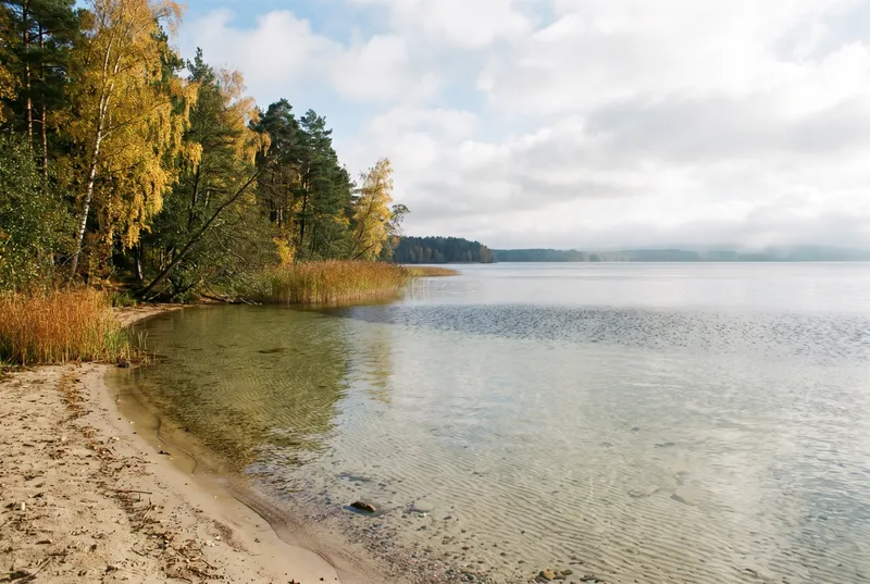 Sandbucht eines großen Sees im Herbst, das flache Wasser gibt den hellen Grund frei, links reichen gelb belaubte Birken und Kiefern bis ans Ufer, weiter draußen wird das Wasser dunkel