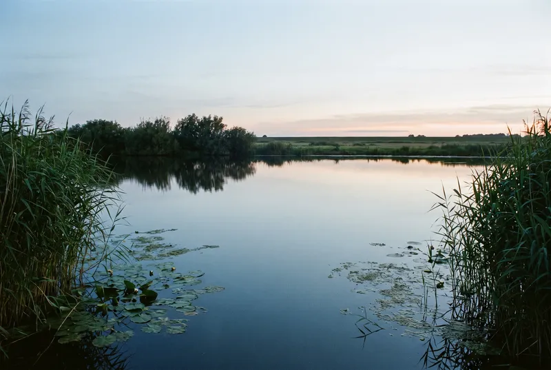 Stiller, breiter Tieflandfluss in der Abenddämmerung, links und rechts hohes Schilf, im Vordergrund Seerosenfelder, dahinter Weidengebüsch und flache Wiesen
