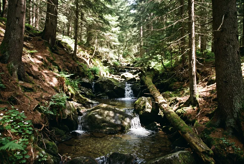 Schmaler Waldbach, der in kleinen Stufen über bemooste Blöcke fällt, Fichtenstämme dicht an beiden Ufern, Sonnenflecken auf dem Wasser